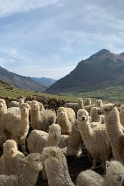 Clearance Ayacucho Muts Ethan Off White