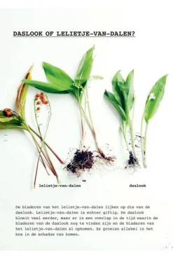 Online Lannoo Boek Meer Wildplukken - Eetbare Geneeskrachtige Planten & Giftige Lookalikes 2024